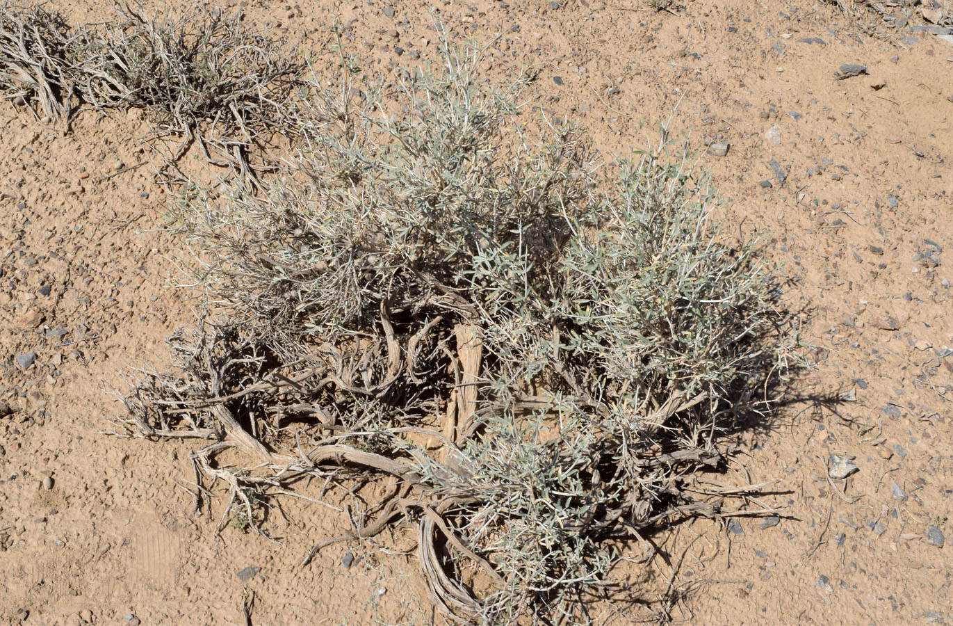 Image of Astragalus villosissimus specimen.