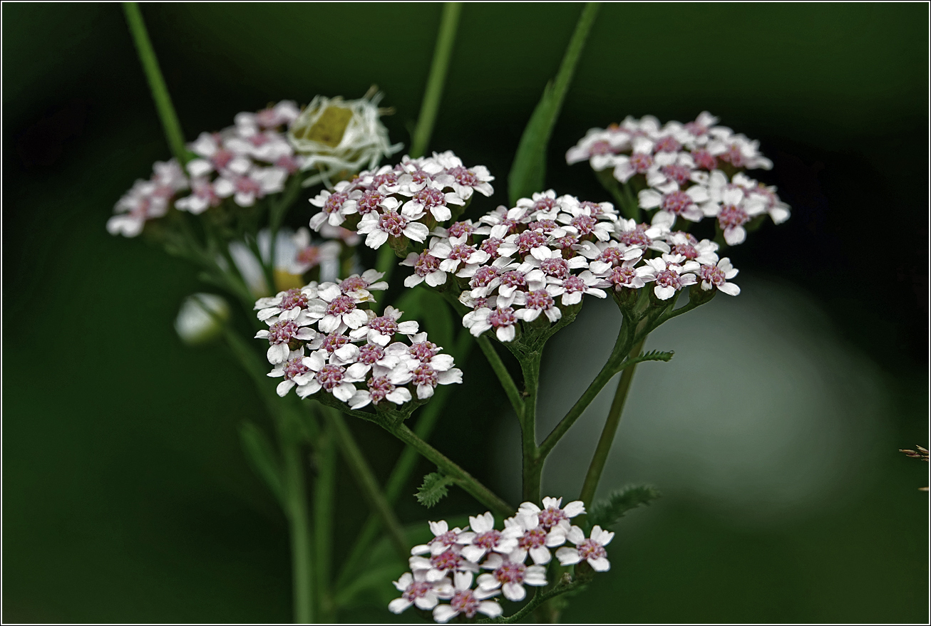 Изображение особи Achillea millefolium.