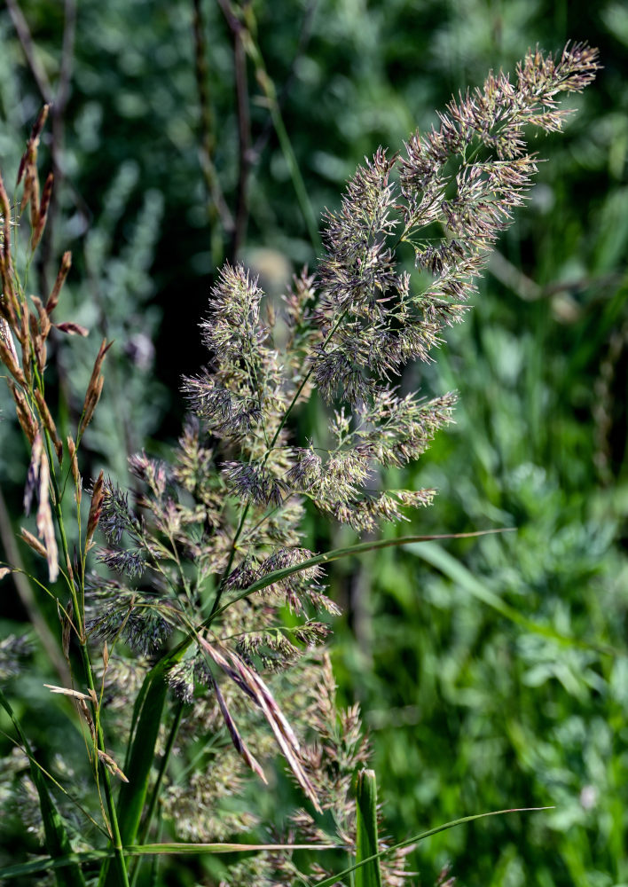 Изображение особи Calamagrostis epigeios.