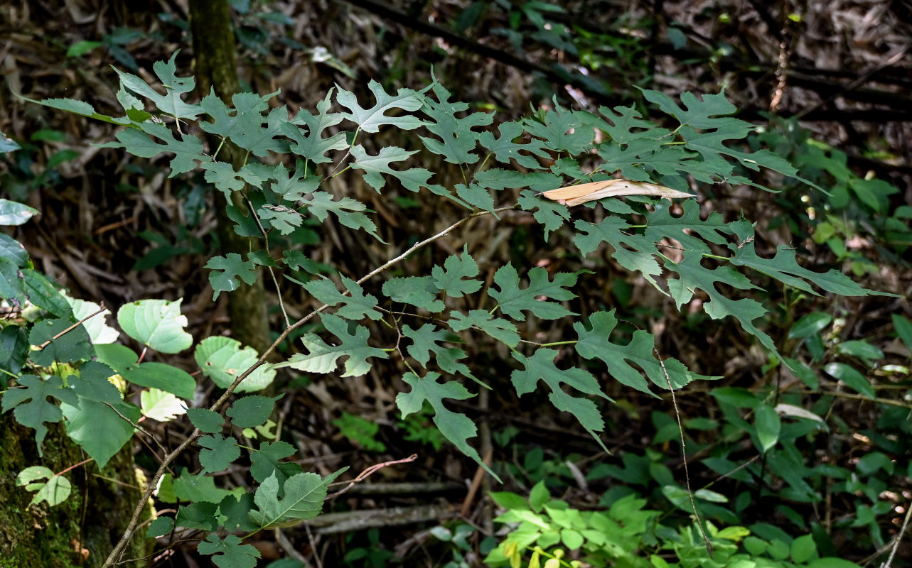 Image of Broussonetia papyrifera specimen.