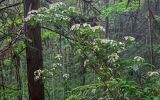 Hydrangea chinensis