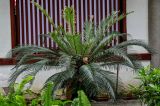 genus Cycas. Вегетирующее растение. Китай, провинция Гуандун, г. Гуанчжоу, в культуре. 28.05.2024.