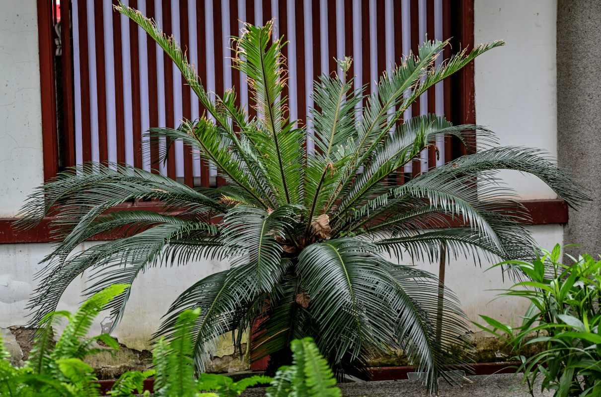 Изображение особи род Cycas.