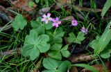 Oxalis debilis variety corymbosa. Цветущее растение. Китай, провинция Хунань, окр. г. Улинъюань, окраина зарослей бамбука. 05.06.2024.