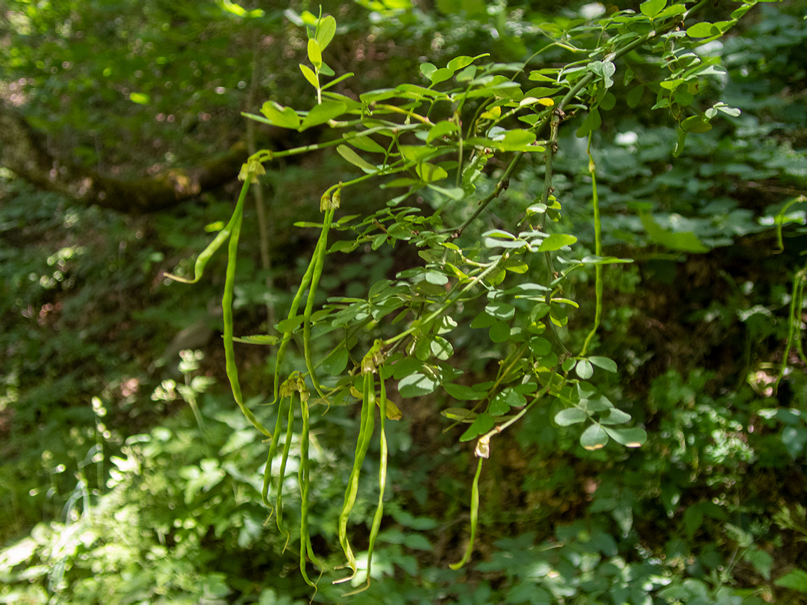 Изображение особи Hippocrepis emeroides.