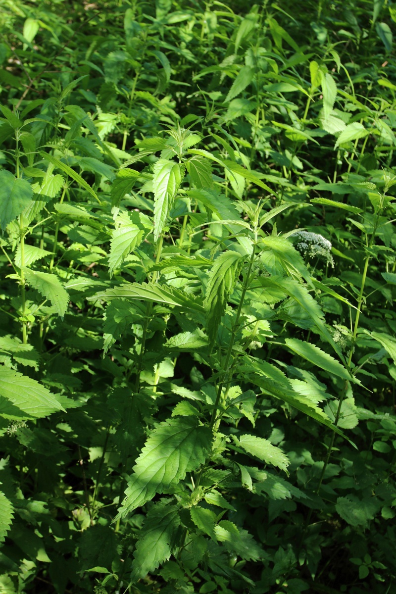 Изображение особи Urtica galeopsifolia.