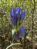 Gentiana triflora. Верхушка расцветающего побега. Хабаровский край, г. Комсомольск-на-Амуре, Силинский лесопарк. 06.09.2024.