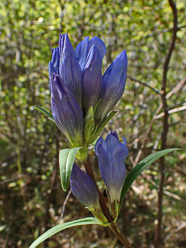 Изображение особи Gentiana triflora.