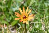 Taraxacum porphyranthum