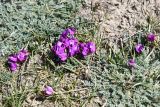 genus Oxytropis