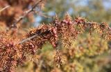 Juniperus deltoides