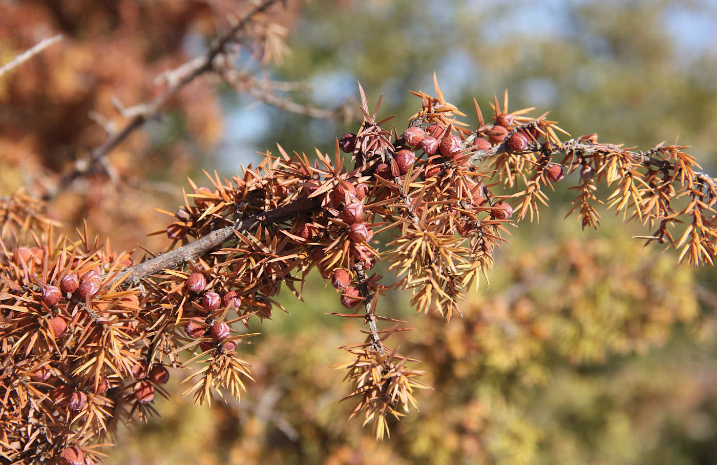 Image of Juniperus deltoides specimen.