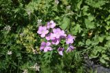 Linum hypericifolium