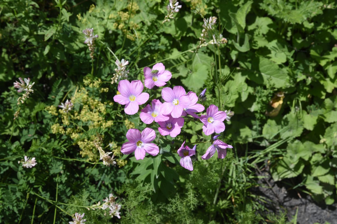 Изображение особи Linum hypericifolium.