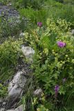 Linum hypericifolium