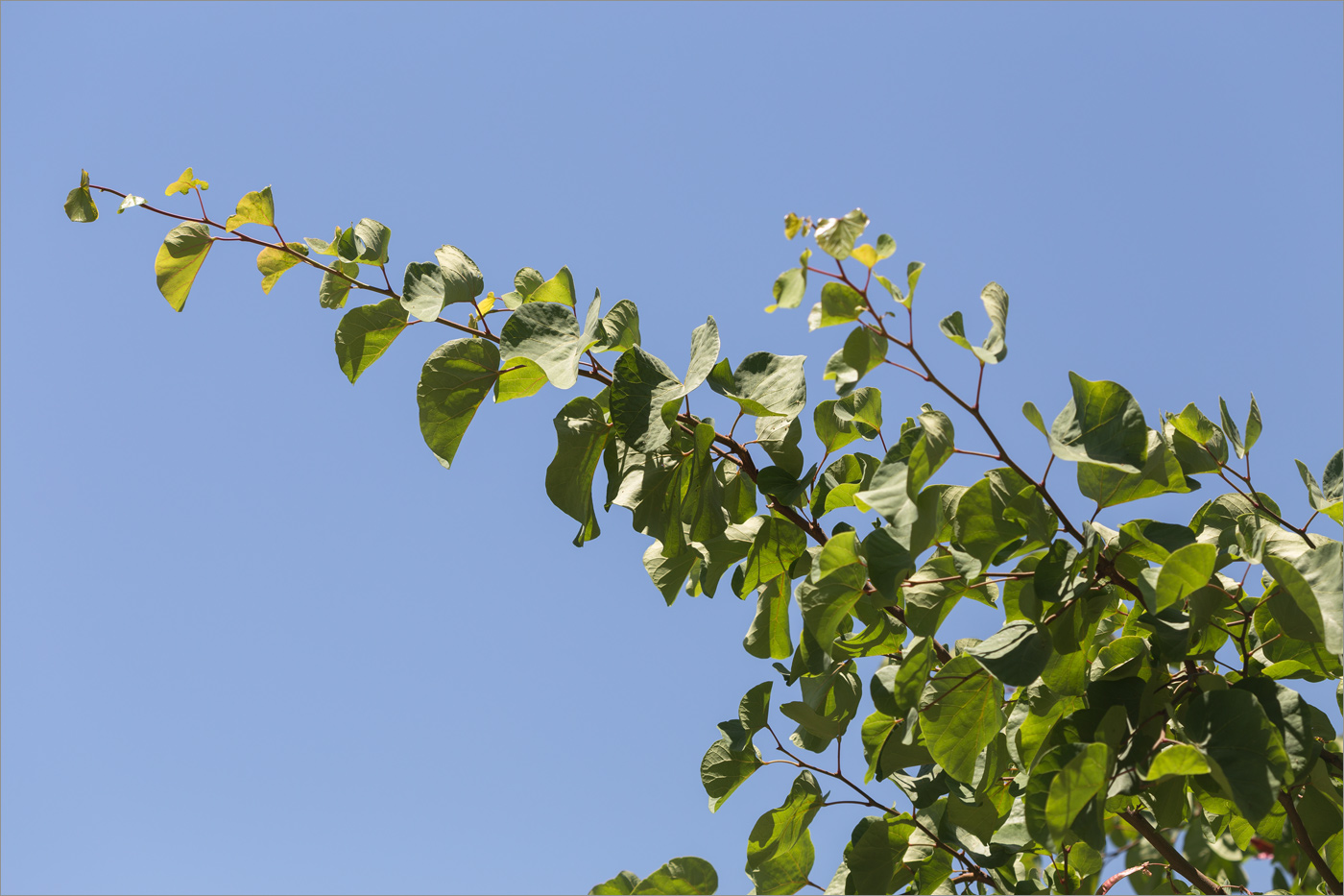 Изображение особи Cercis siliquastrum.