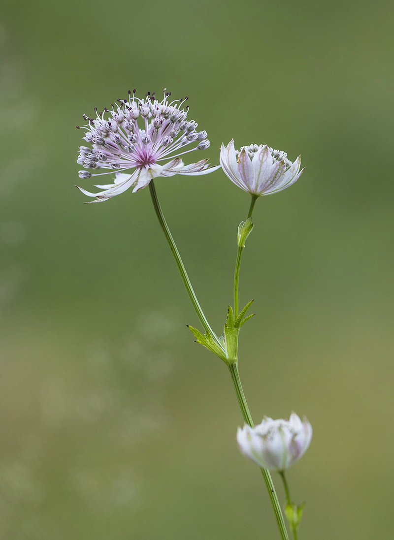 Изображение особи род Astrantia.