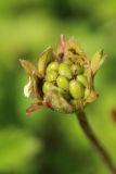 Potentilla anserina. Созревающий плод. Ленинградская обл., Ломоносовский р-н, окр. Шепелёвского маяка; п-ов Каравалдай, берег Финского залива, щебнисто-валунный пляж, зона заплеска. 16.06.2024.