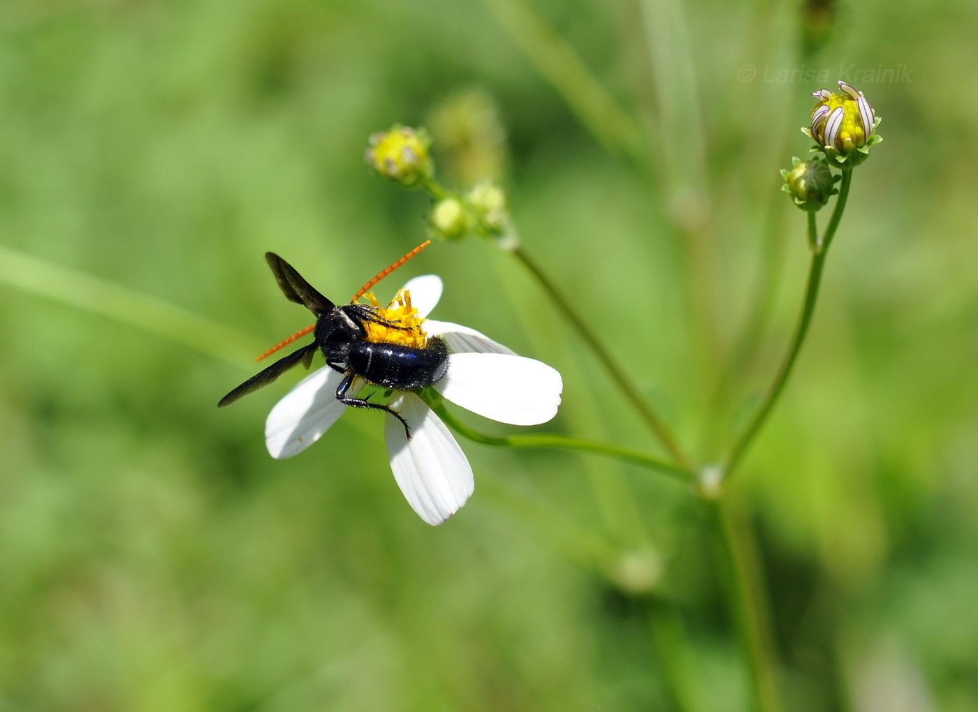 Image of Bidens alba specimen.