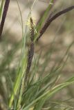 Carex cuspidata. Соцветие (колос). Крым, Бахчисарайский р-н, окр. с. Соколиное, берег р. Коккозка. 04.04.2024.