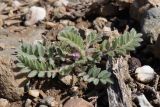 Astragalus sinaicus