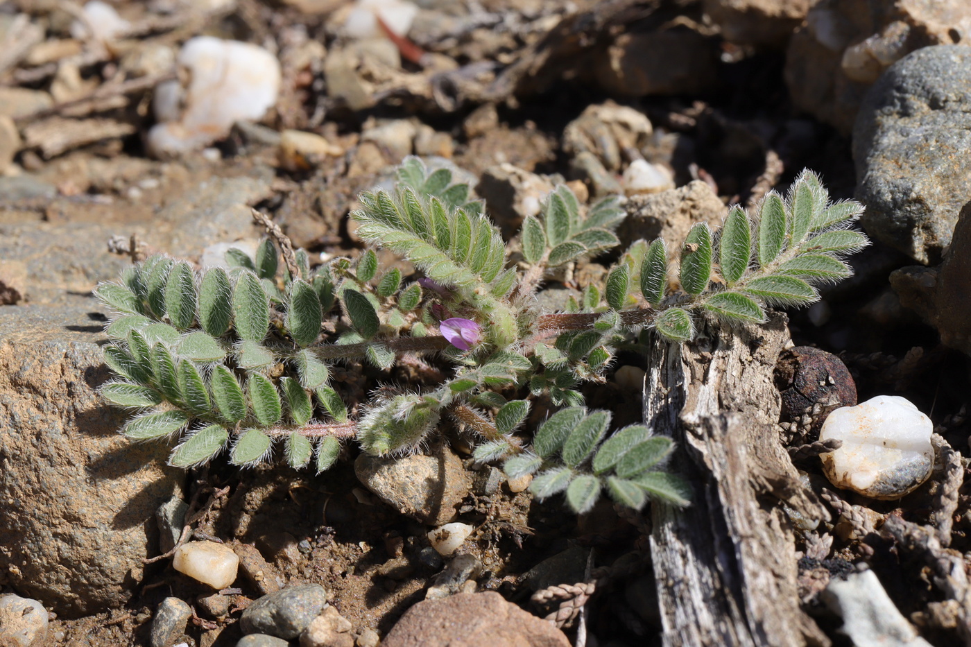 Image of Astragalus sinaicus specimen.