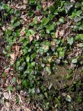 View full-size image Hedera colchica