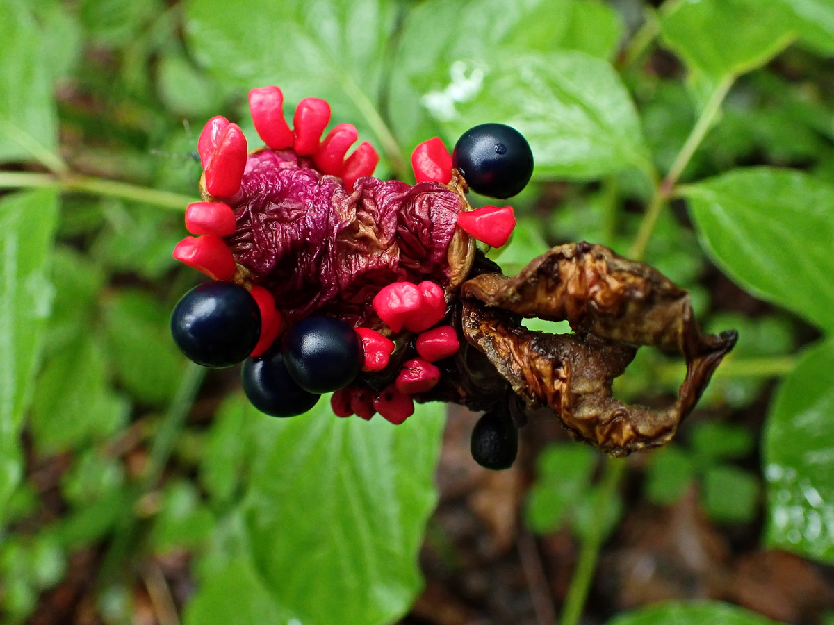 Изображение особи Paeonia obovata.