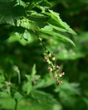 View full-size image Ribes biebersteinii