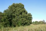 View full-size image Tilia cordata