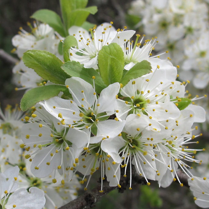 Image of Prunus stepposa specimen.