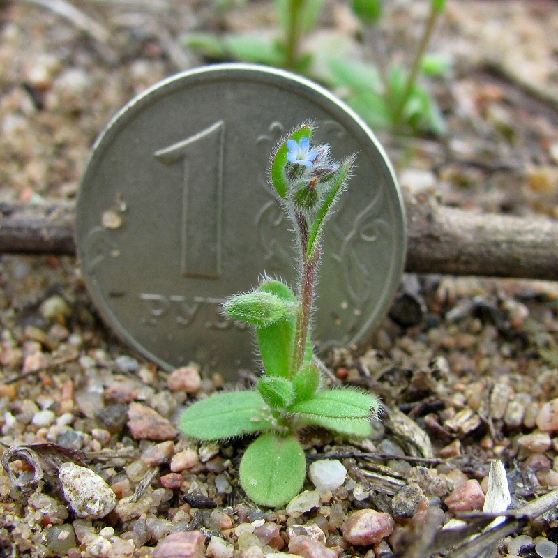 Image of Myosotis micrantha specimen.