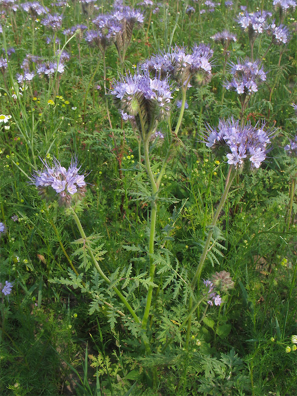 Image of Phacelia tanacetifolia specimen.