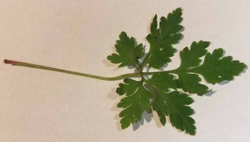 Image of Geranium robertianum specimen.