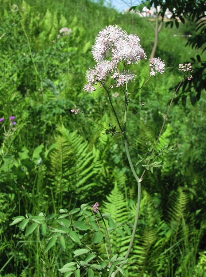 Image of Thalictrum aquilegiifolium specimen.