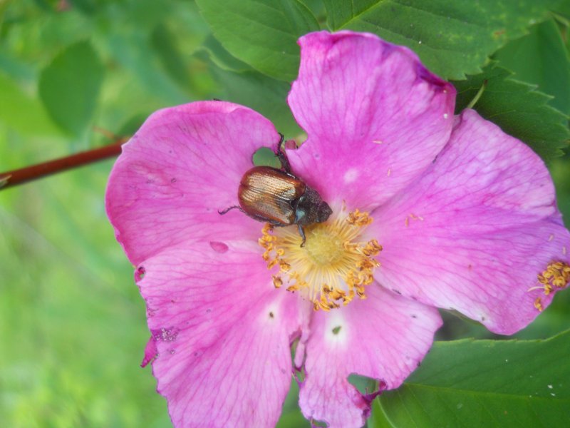 Image of Rosa cinnamomea specimen.