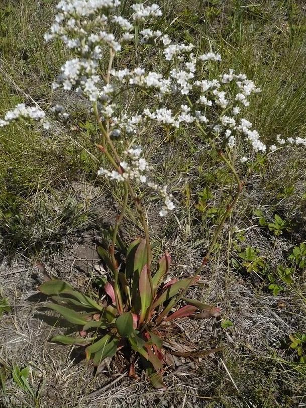 Изображение особи Goniolimon elatum.