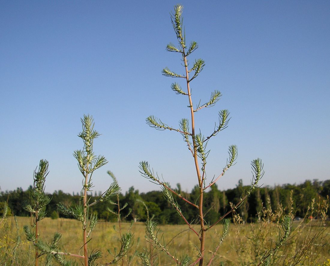 Изображение особи Bassia laniflora.