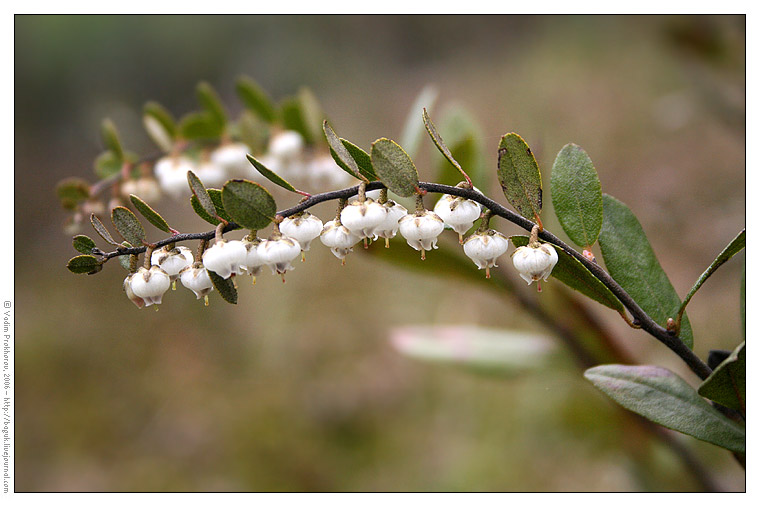 Image of Chamaedaphne calyculata specimen.