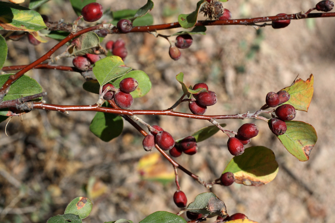 Image of Cotoneaster suavis specimen.