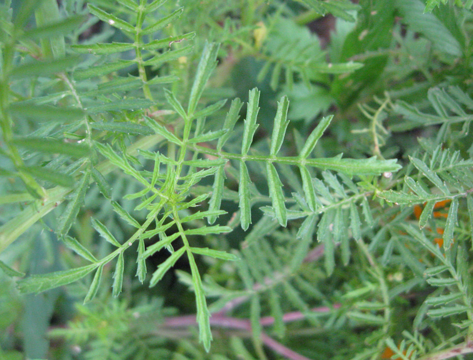 Image of Tagetes tenuifolia specimen.