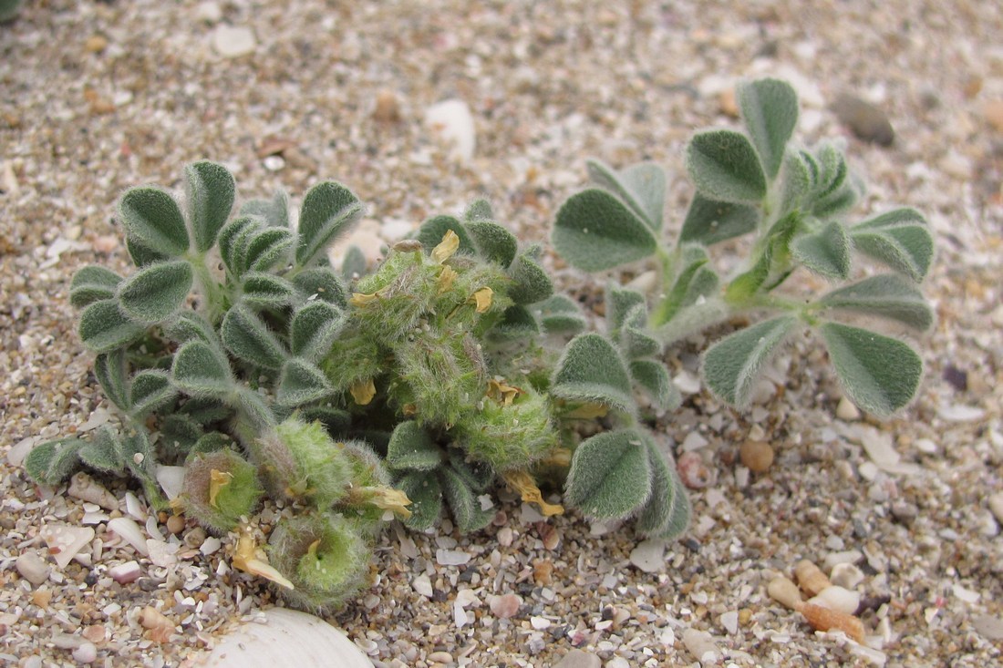 Image of Medicago marina specimen.