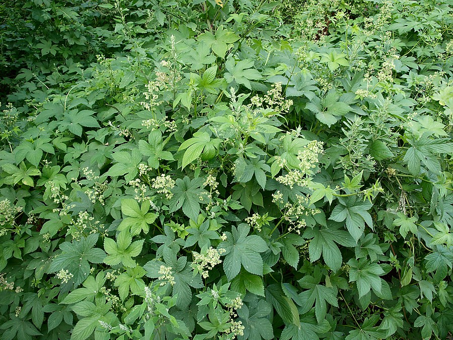 Image of Humulopsis scandens specimen.