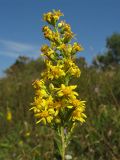 Solidago virgaurea