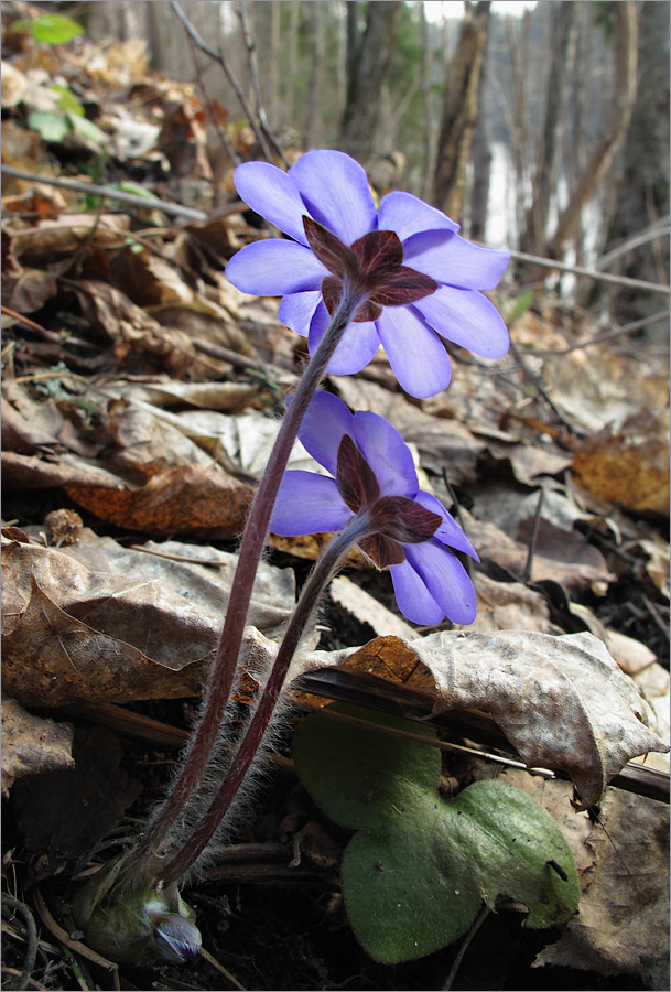 Image of Hepatica nobilis specimen.