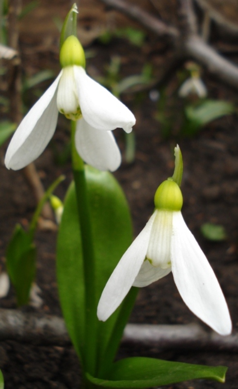 Image of Galanthus panjutinii specimen.