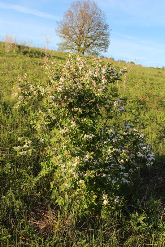 Изображение особи Lonicera tatarica.