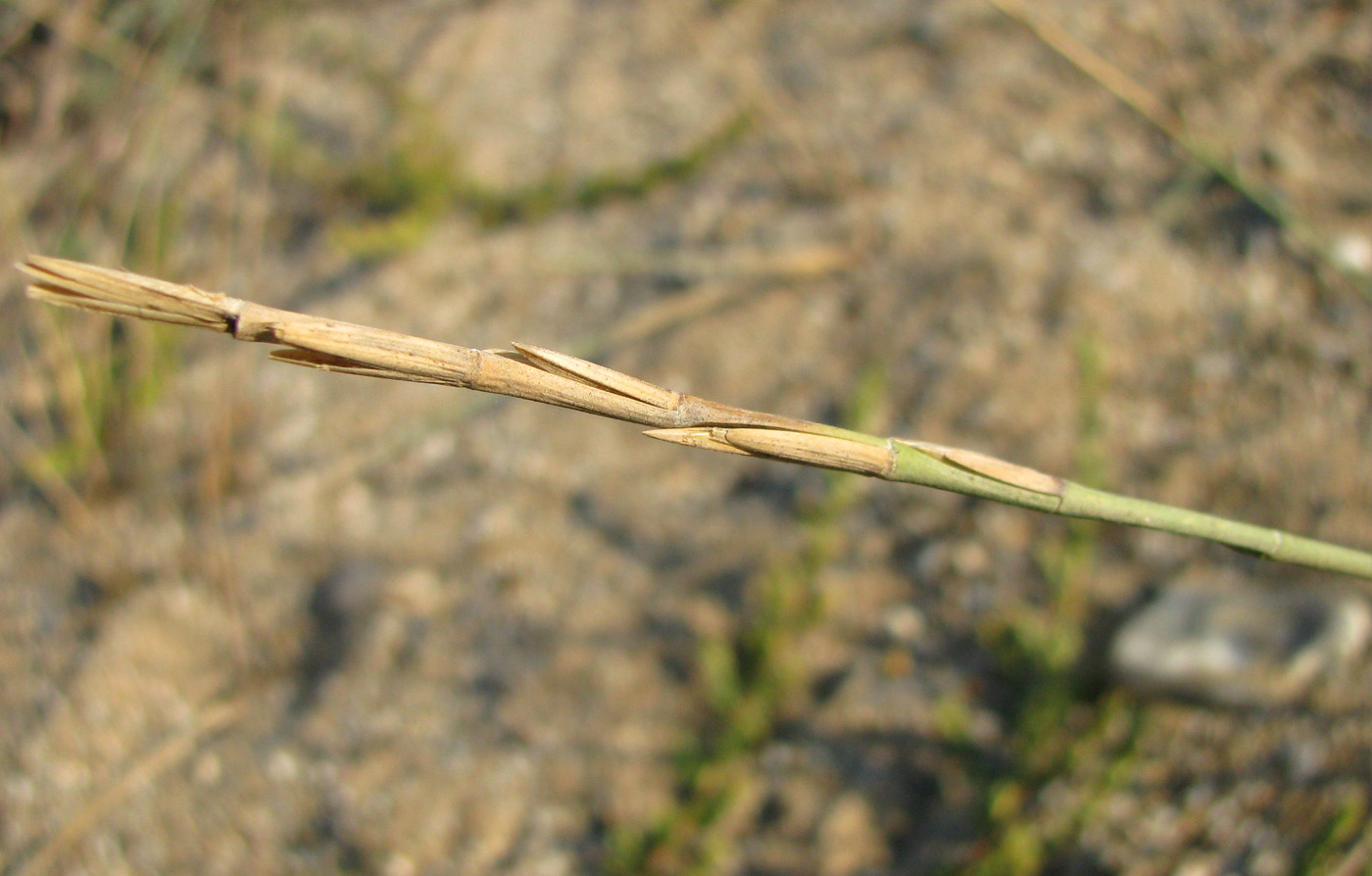 Image of Elytrigia bessarabica specimen.