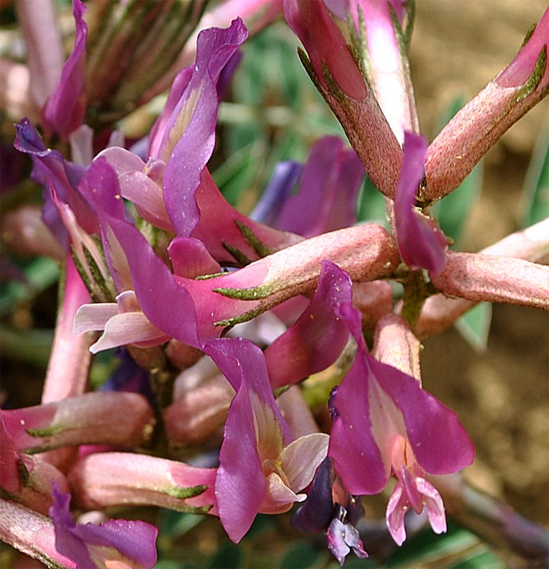 Изображение особи Astragalus rostratus.