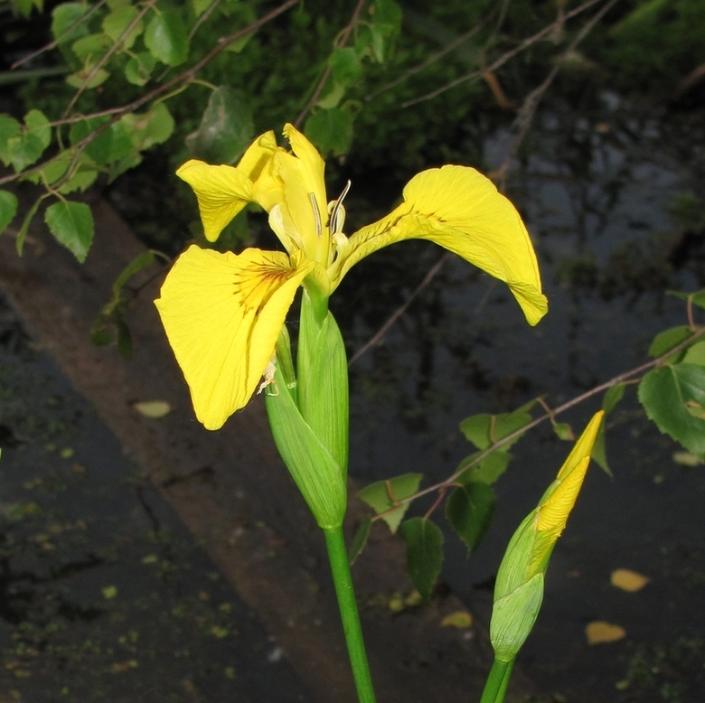 Image of Iris pseudacorus specimen.